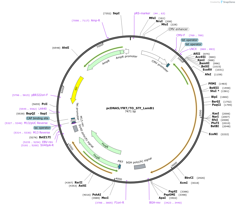 181999-plasmid-map-sequence-id-356071