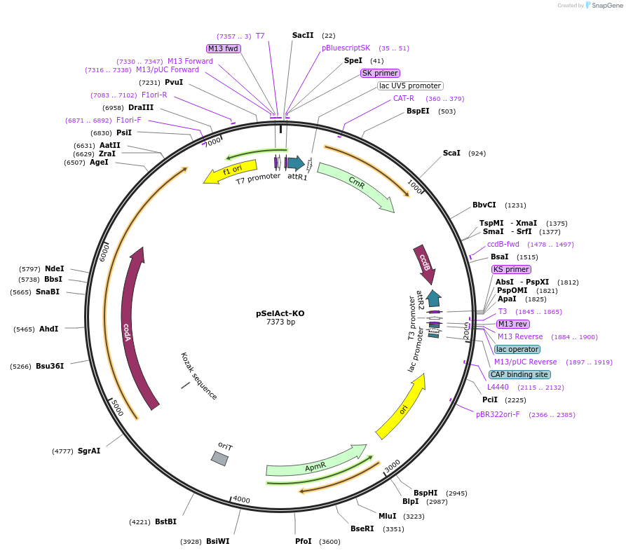 174374-plasmid-map-sequence-id-356074