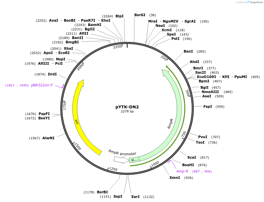 180283-plasmid-map-sequence-id-356076