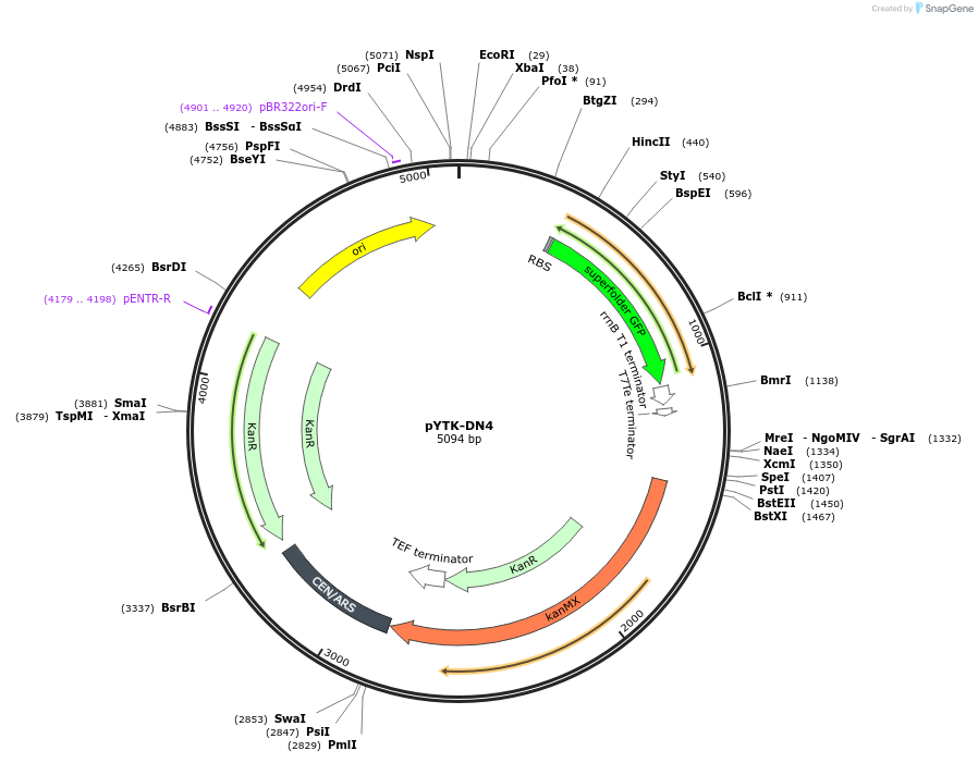 180285-plasmid-map-sequence-id-356078