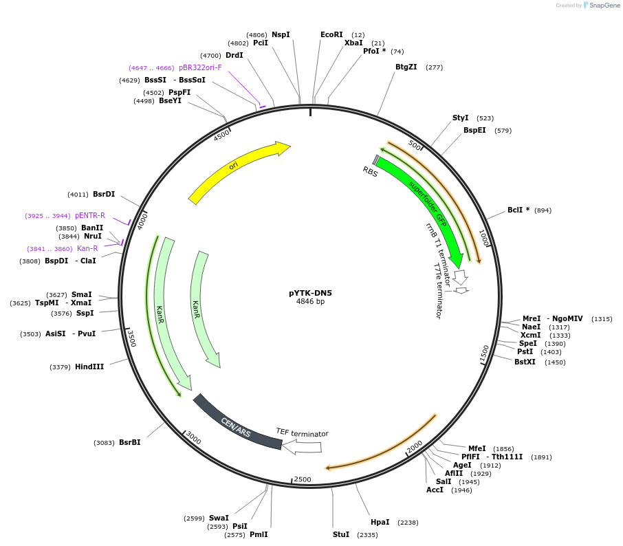 180286-plasmid-map-sequence-id-356079