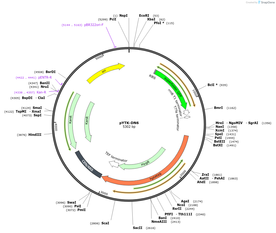 180287-plasmid-map-sequence-id-356080