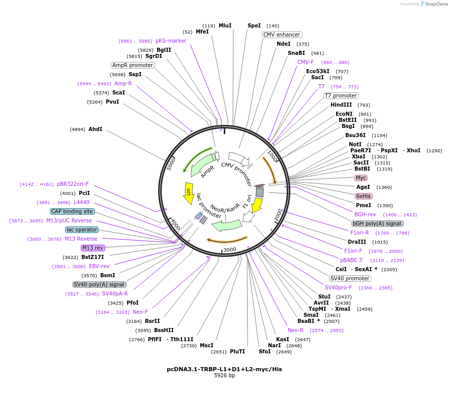 356081_map
