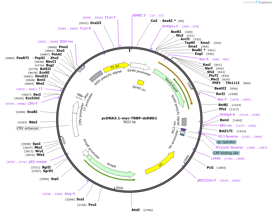 180601-plasmid-map-sequence-id-356083