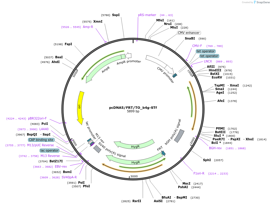182005-plasmid-map-sequence-id-356086