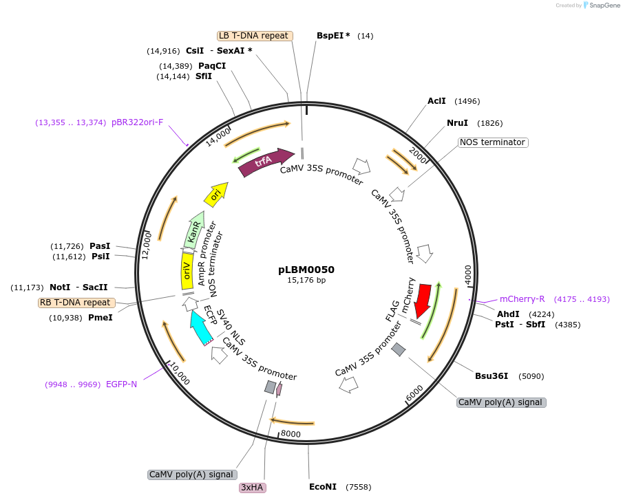 172820-plasmid-map-sequence-id-356089