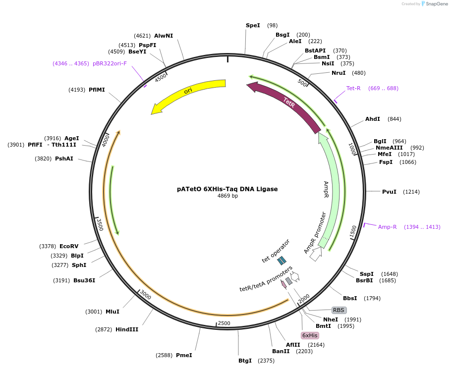 178798-plasmid-map-sequence-id-356094