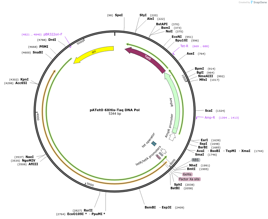 178782-plasmid-map-sequence-id-356095