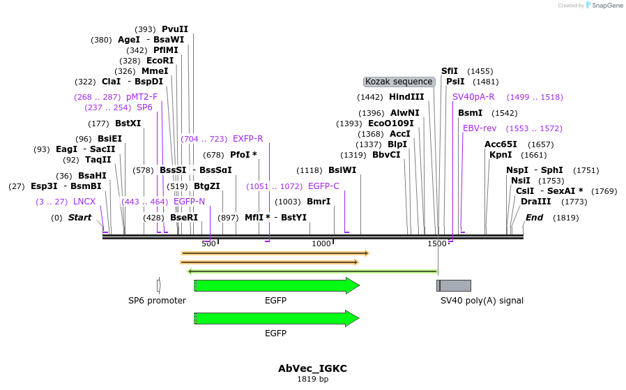 356121_map
