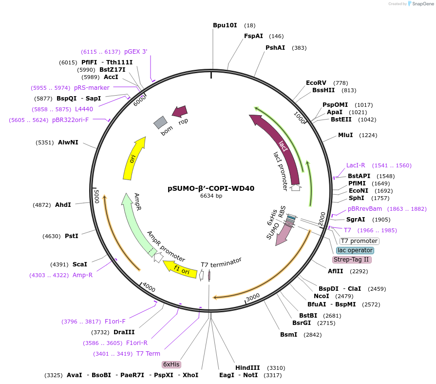 180753-plasmid-map-sequence-id-356139