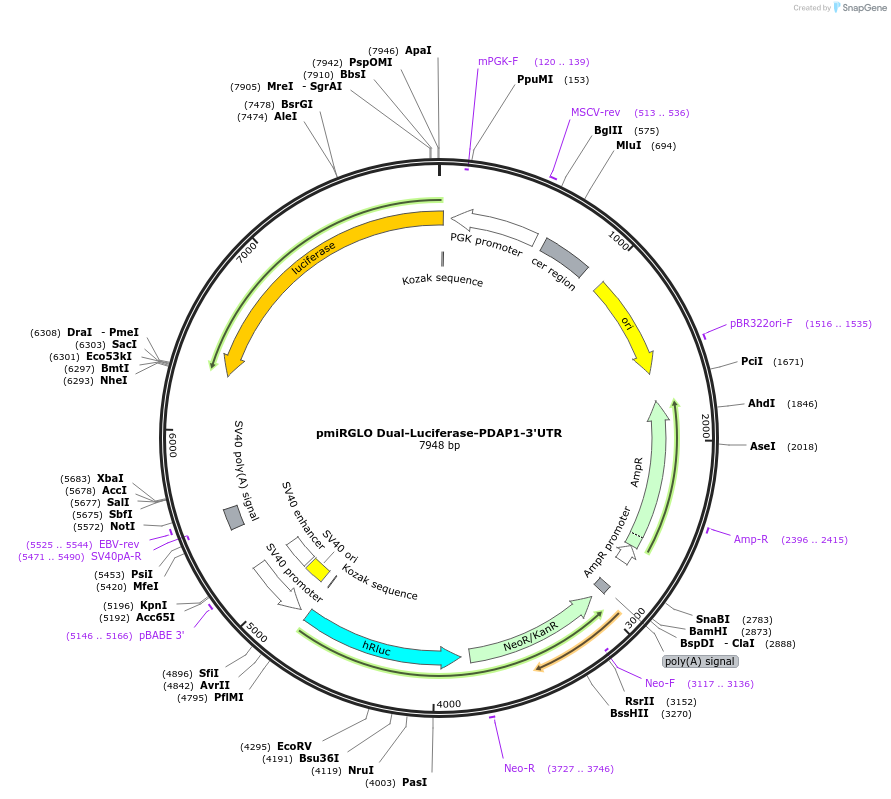 182251-plasmid-map-sequence-id-356142