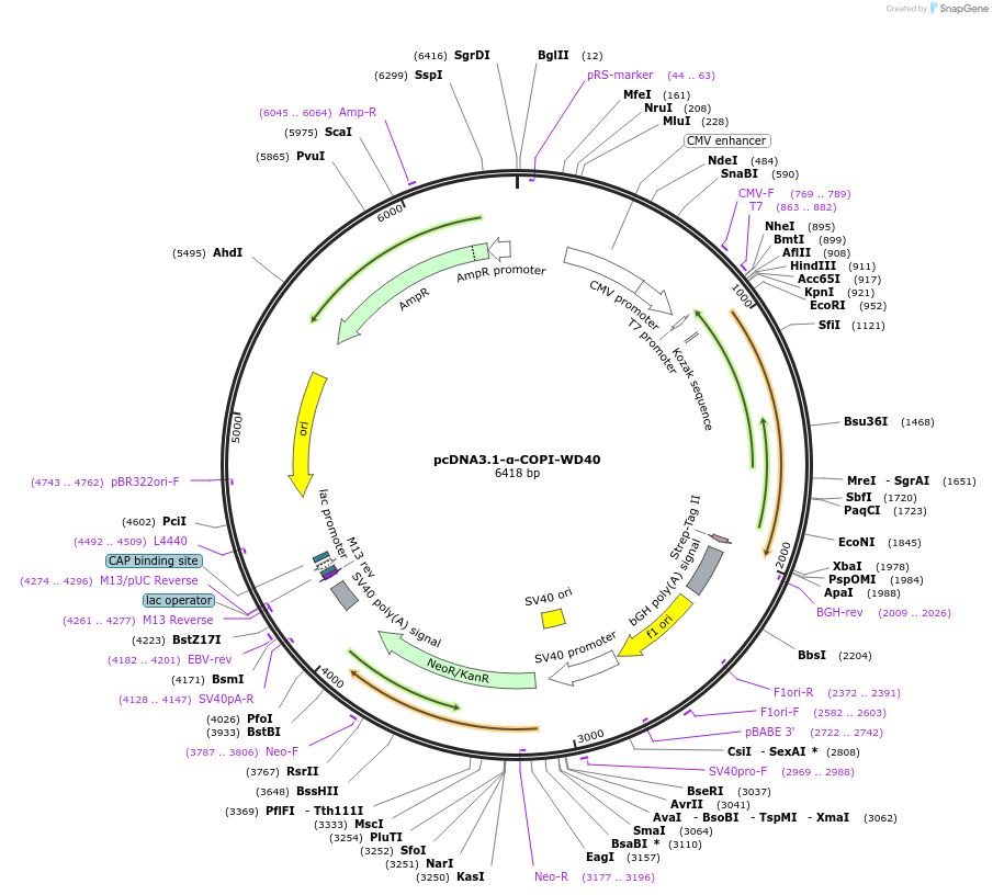 180758-plasmid-map-sequence-id-356144