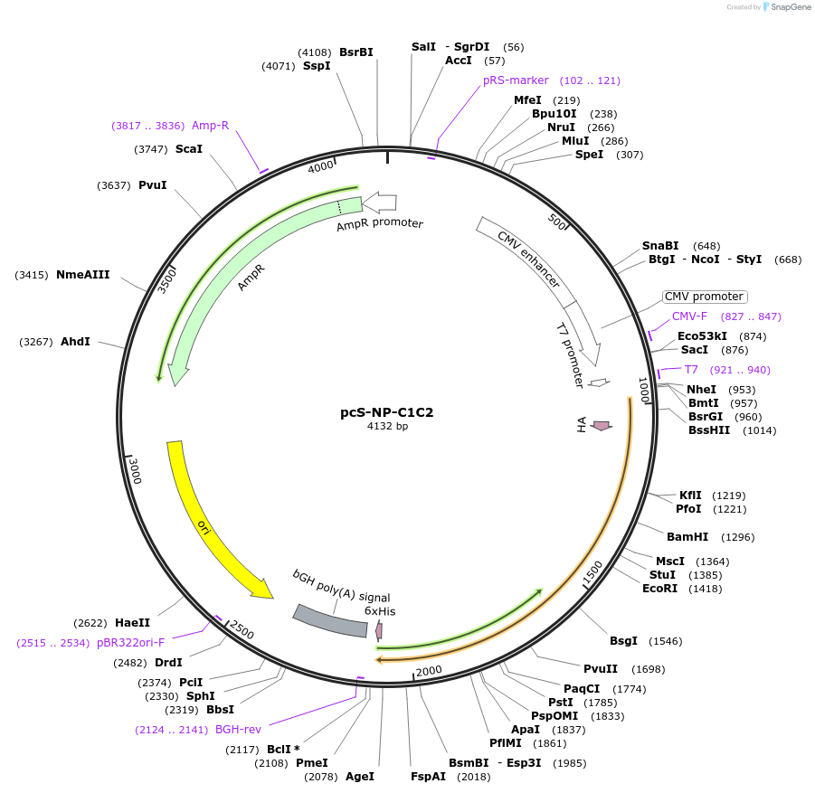178427-plasmid-map-sequence-id-356149