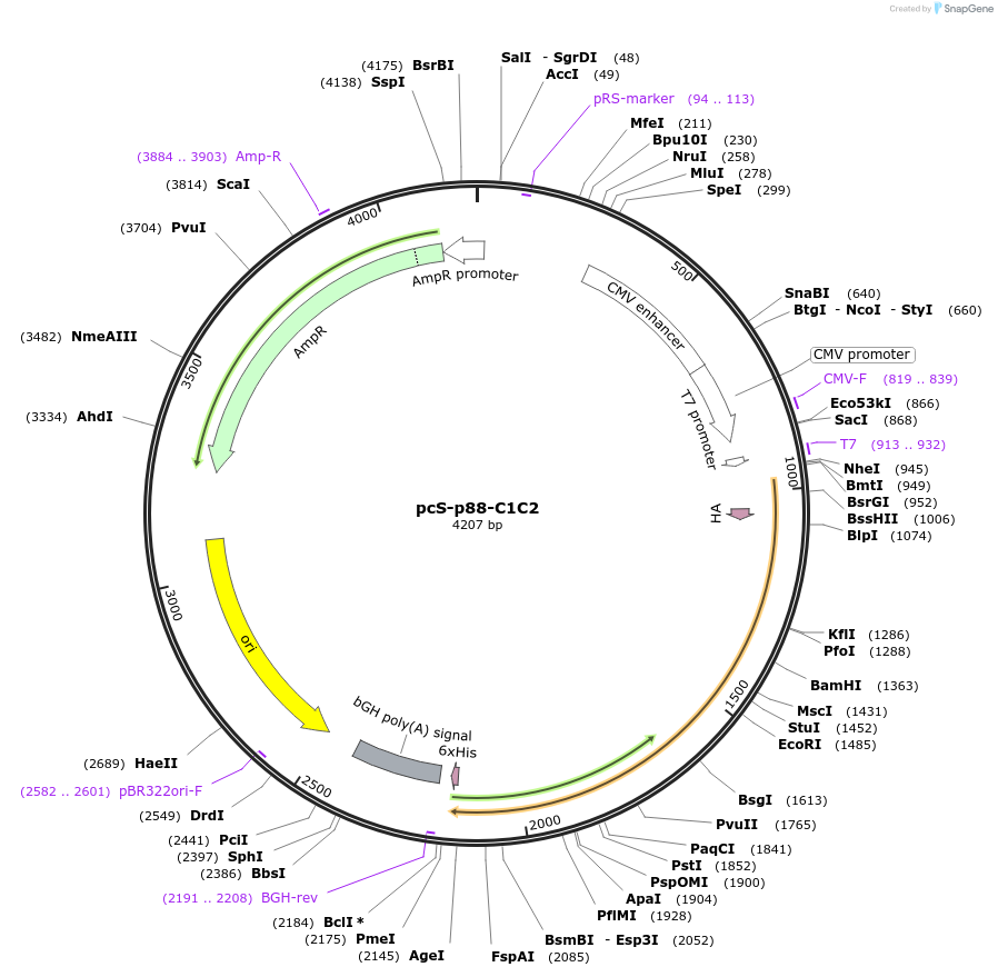 178424-plasmid-map-sequence-id-356152