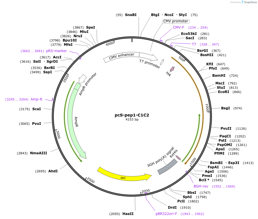 178428-plasmid-map-sequence-id-356153