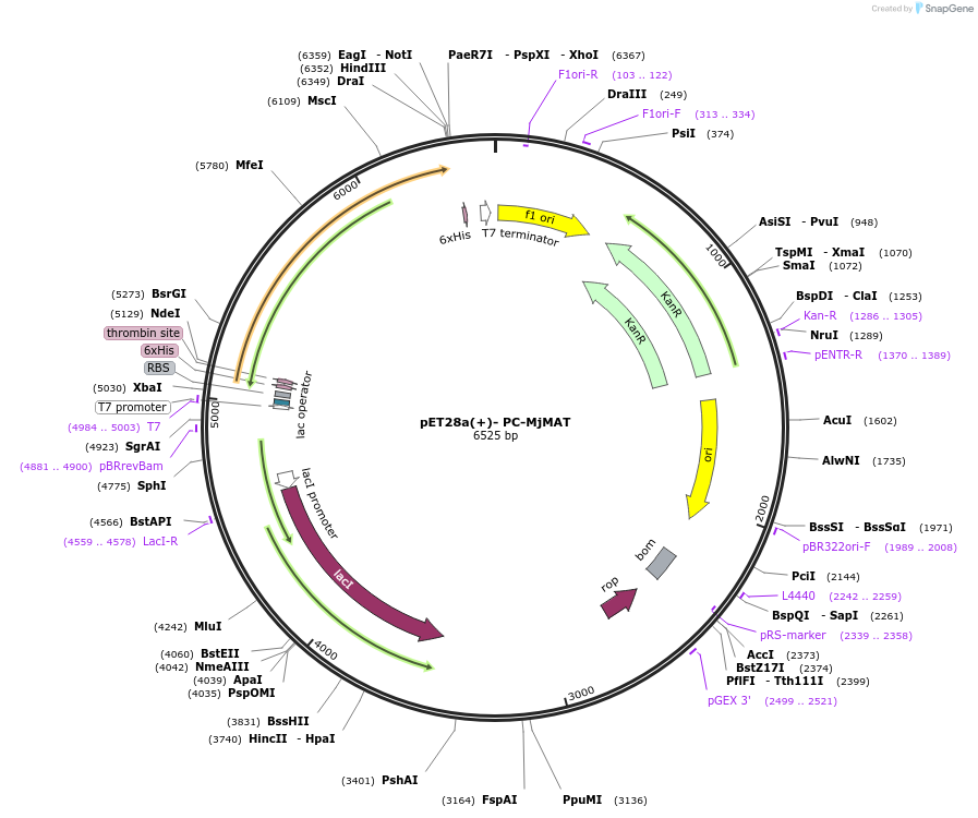 179372-plasmid-map-sequence-id-356180