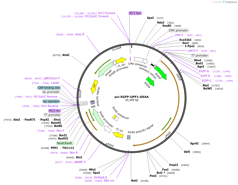 135996-plasmid-map-sequence-id-356181
