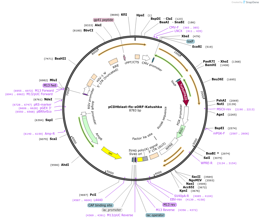 179457-plasmid-map-sequence-id-356190