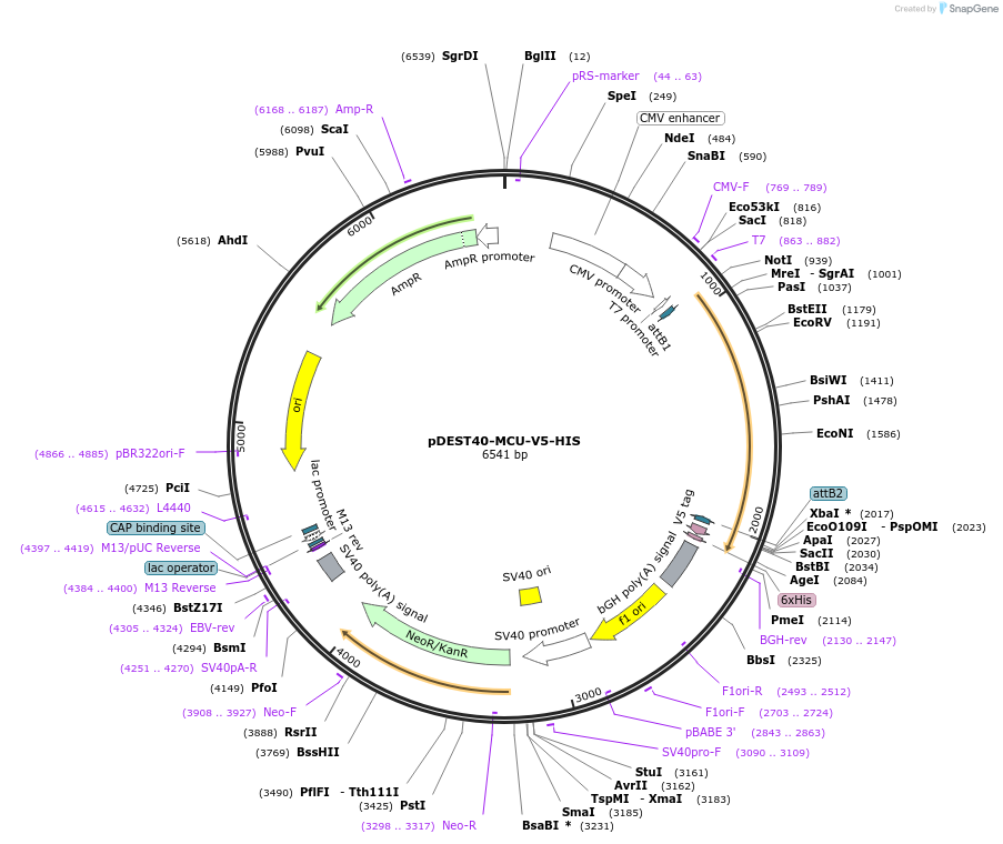 31731-plasmid-map-sequence-id-35620