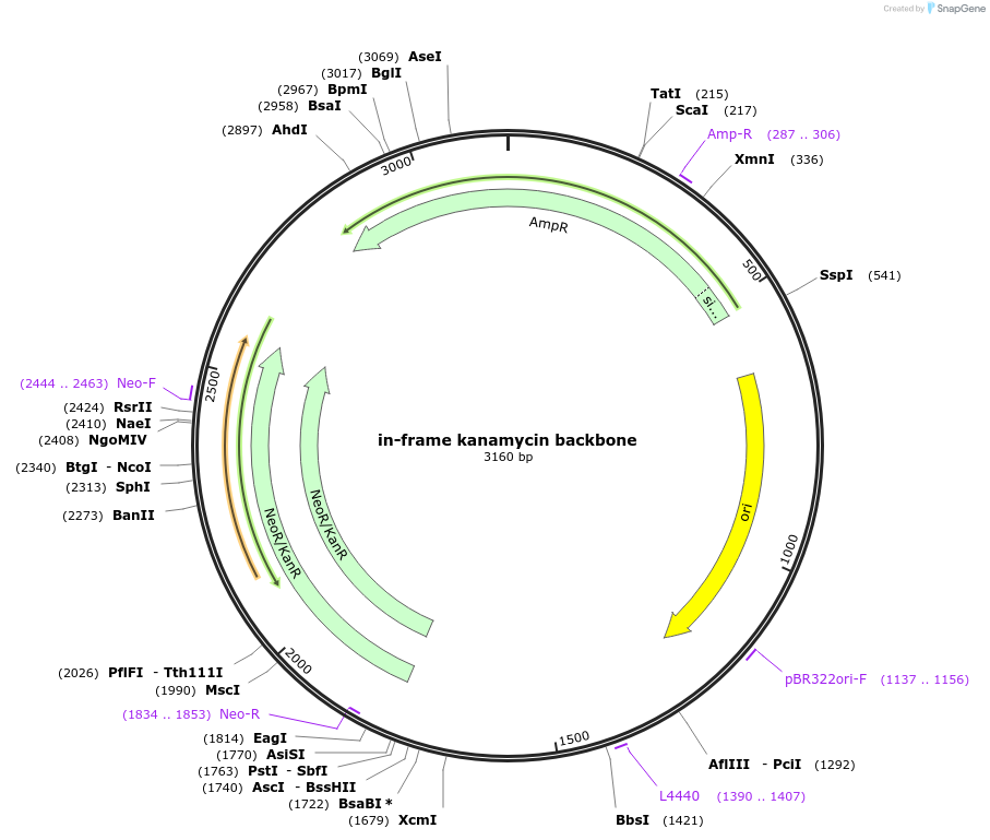 177149-plasmid-map-sequence-id-356207