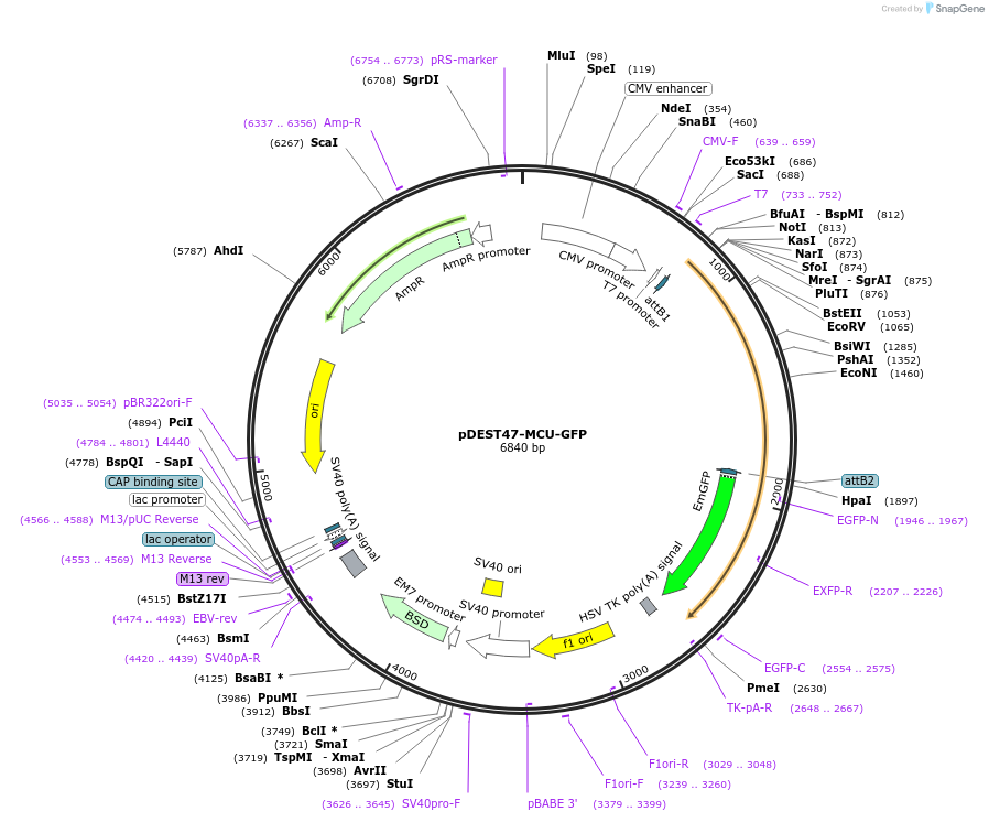 31732-plasmid-map-sequence-id-35621
