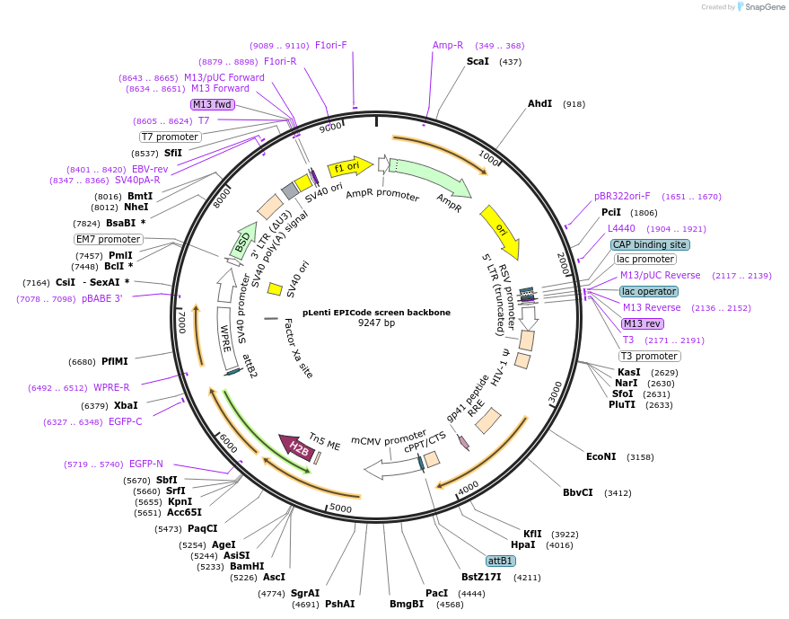 177198-plasmid-map-sequence-id-356280