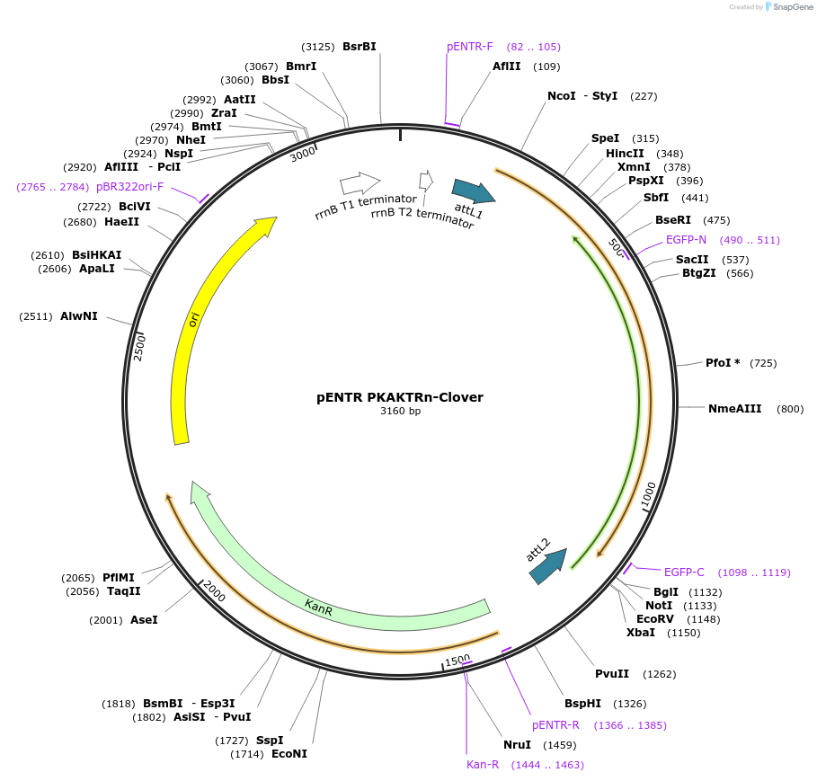 177199-plasmid-map-sequence-id-356281