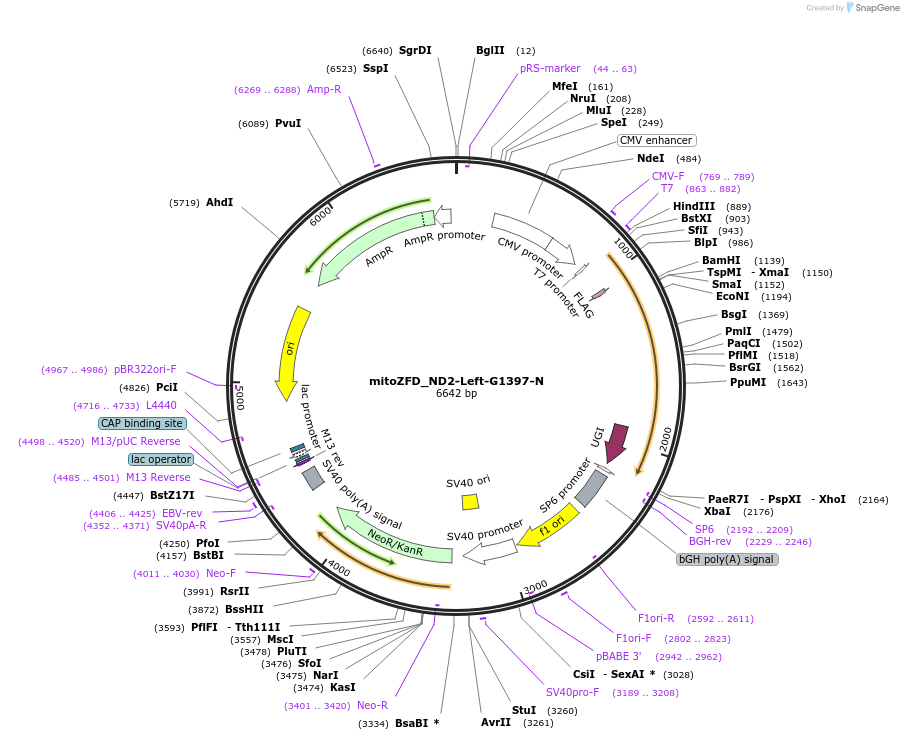 180770-plasmid-map-sequence-id-356291