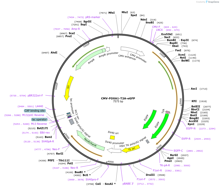 182337-plasmid-map-sequence-id-356297