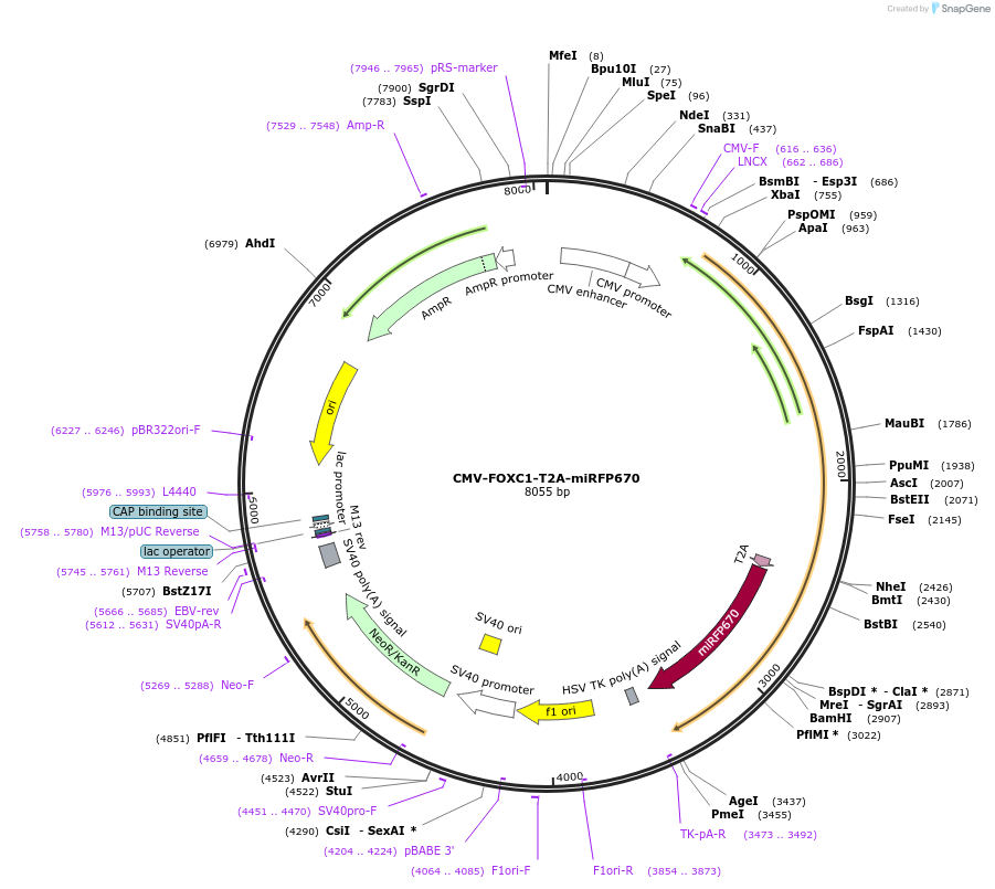 182336-plasmid-map-sequence-id-356299