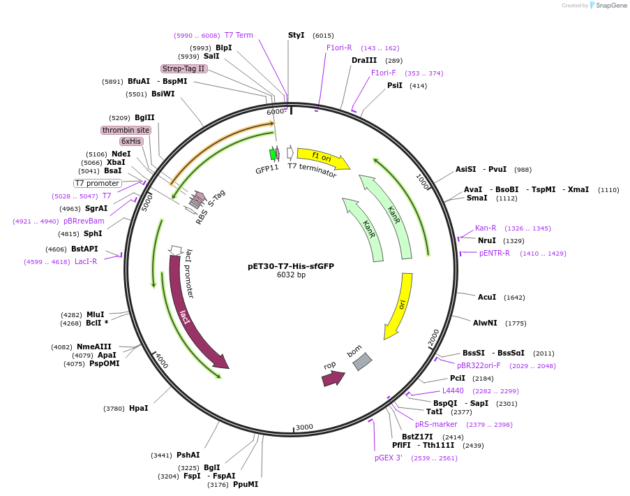 180755-plasmid-map-sequence-id-356304