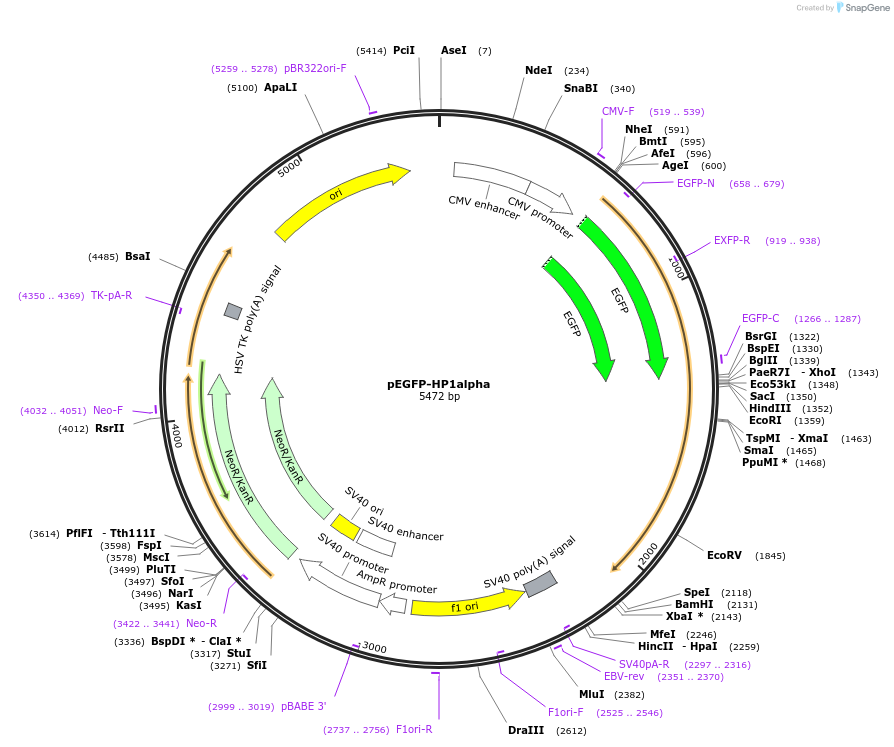 179701-plasmid-map-sequence-id-356309