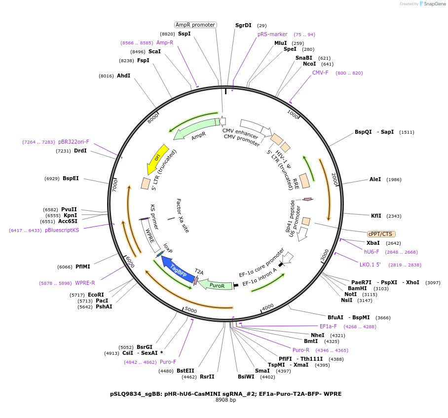 180280-plasmid-map-sequence-id-356397