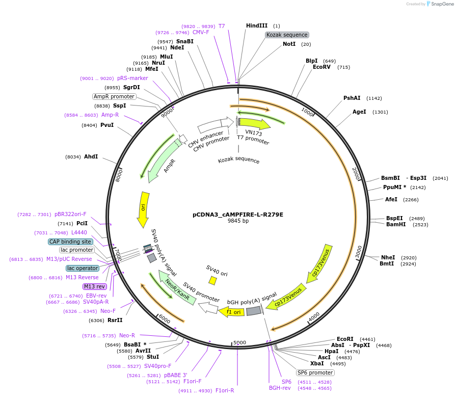 182282-plasmid-map-sequence-id-356420