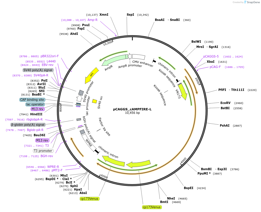 182283-plasmid-map-sequence-id-356422