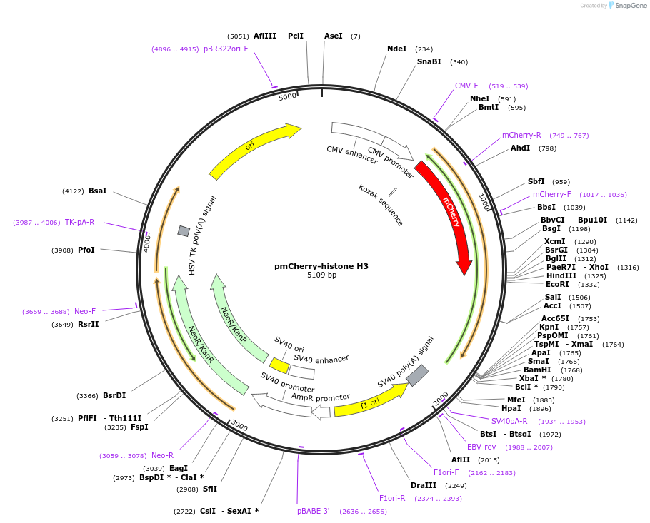 179699-plasmid-map-sequence-id-356505