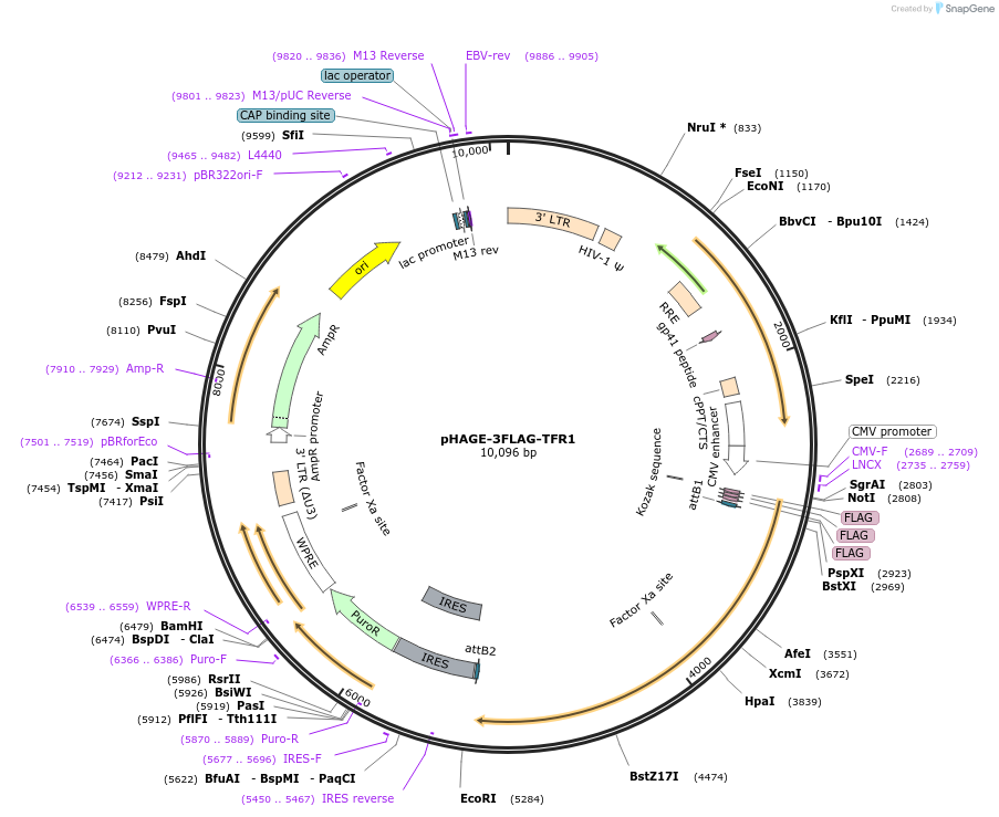 176490-plasmid-map-sequence-id-356526