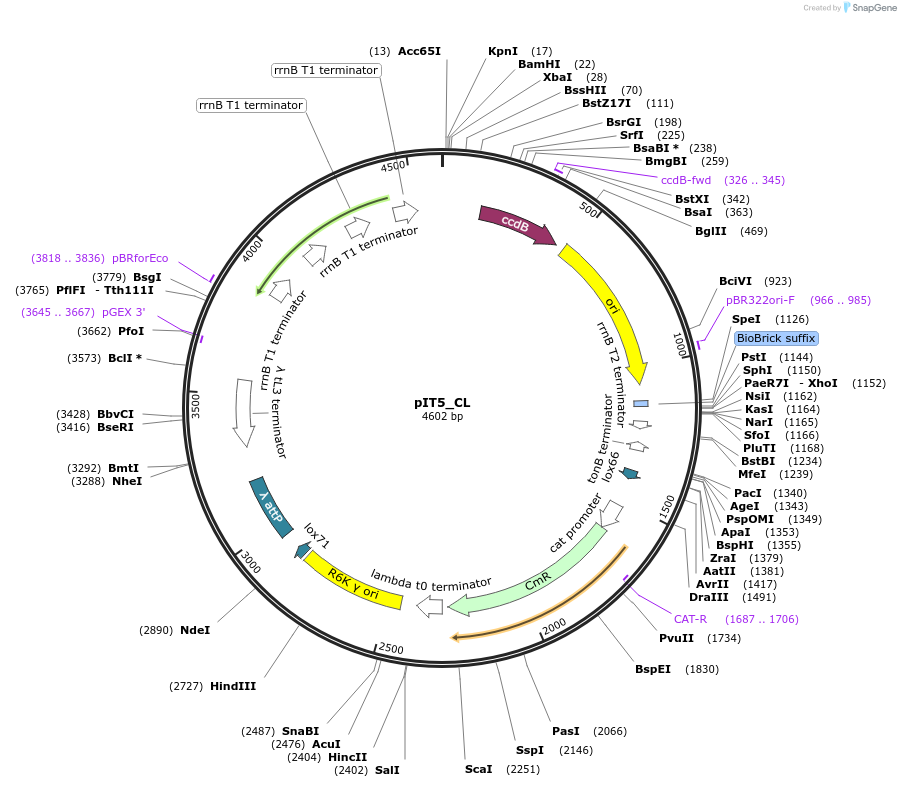 173767-plasmid-map-sequence-id-356529