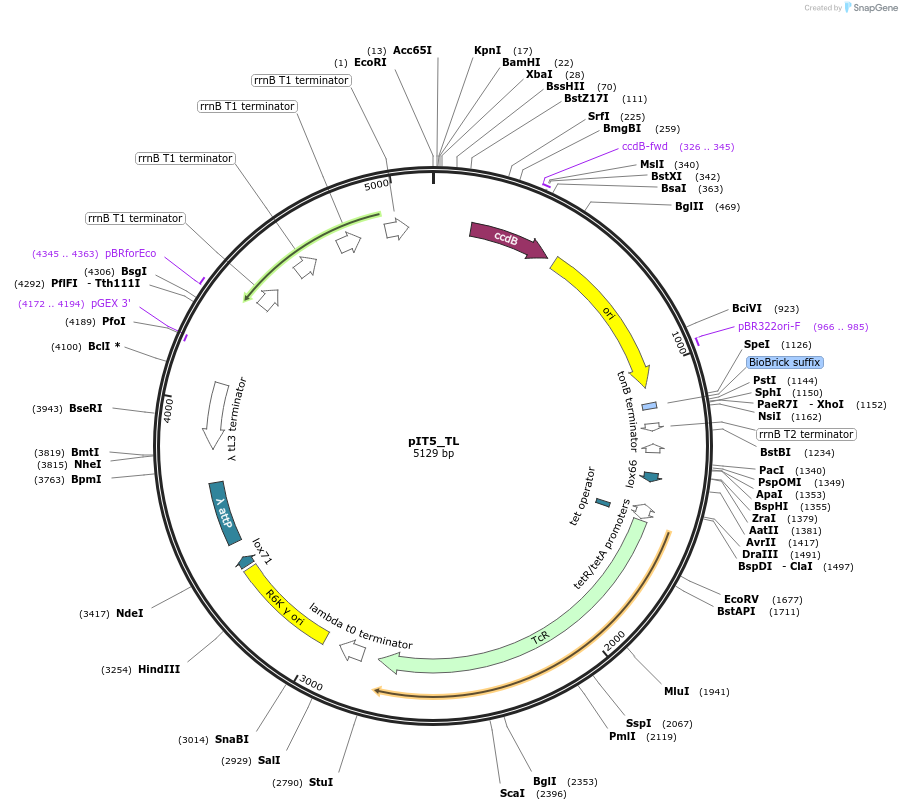 173768-plasmid-map-sequence-id-356530