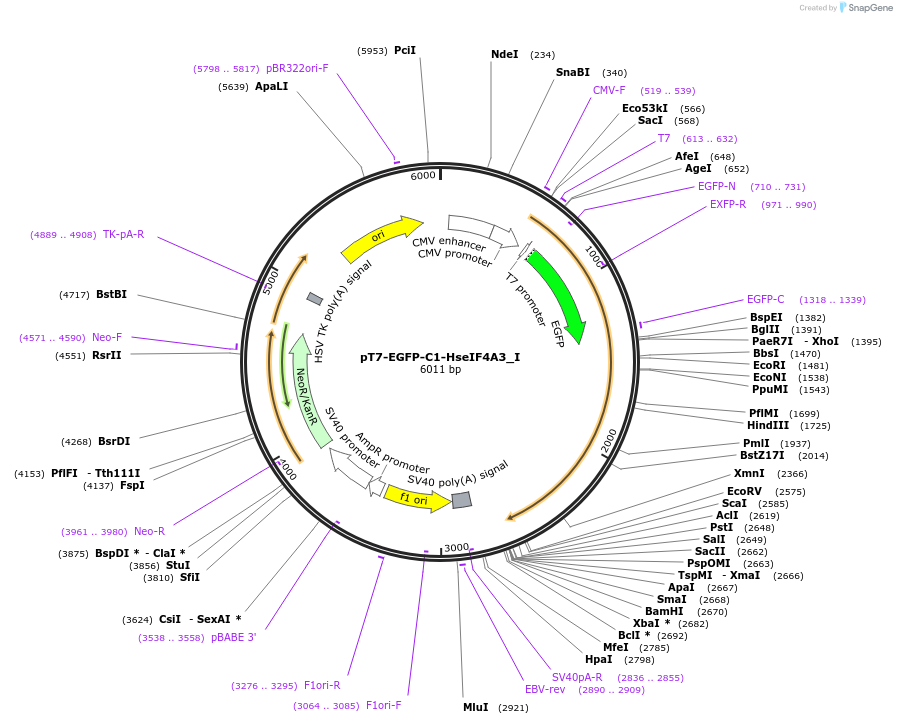 146581-plasmid-map-sequence-id-356535