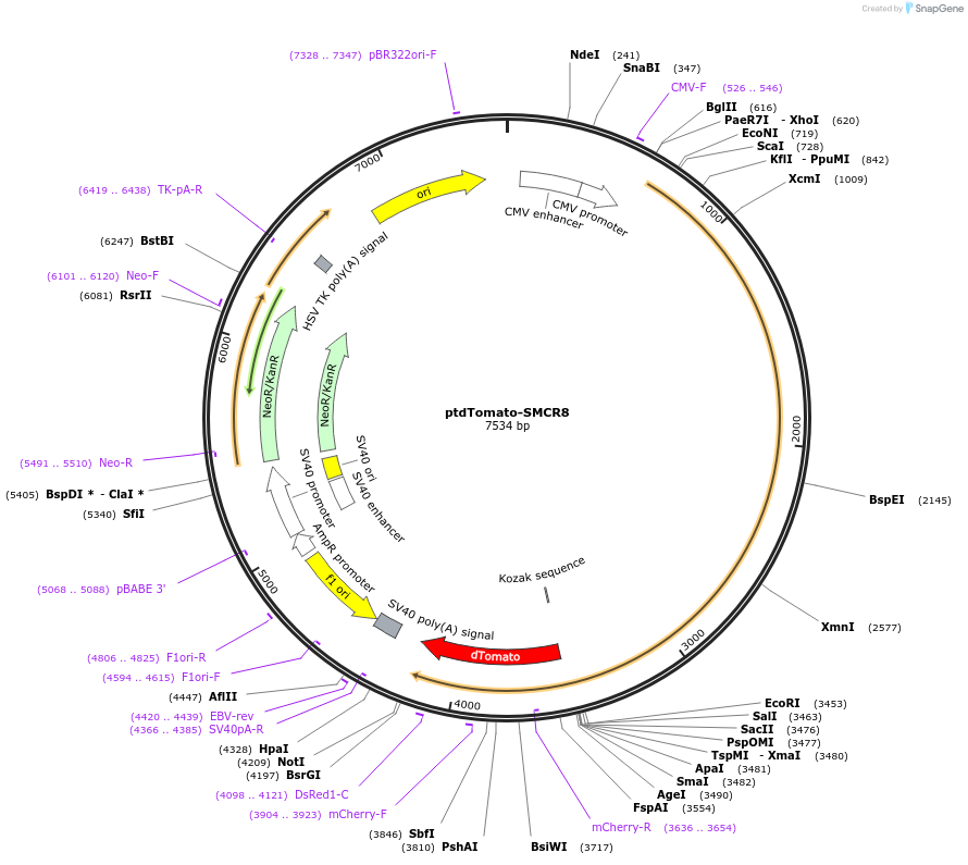 83438-plasmid-map-sequence-id-356540