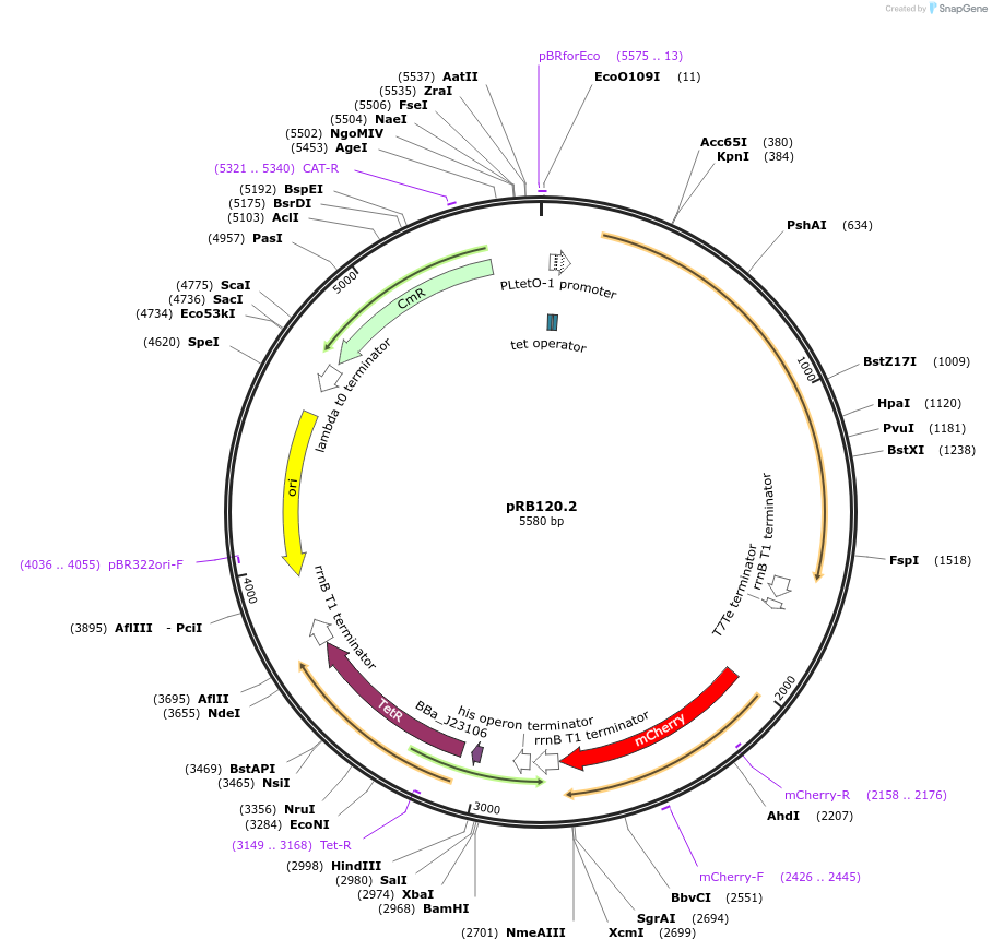 181947-plasmid-map-sequence-id-356558