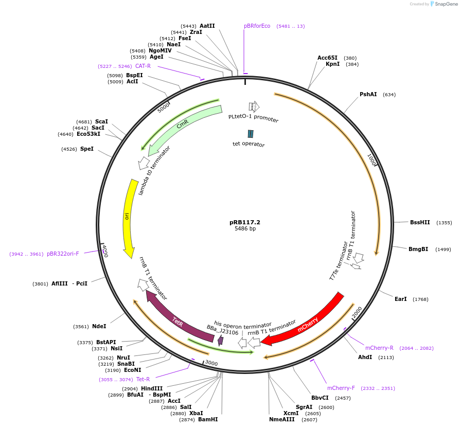 181949-plasmid-map-sequence-id-356570