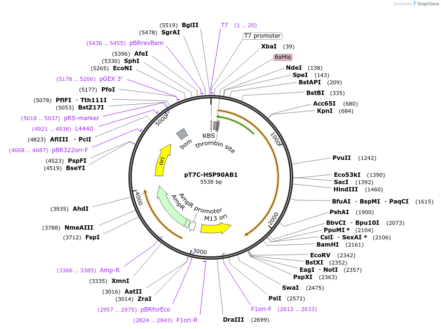 177659-plasmid-map-sequence-id-356573