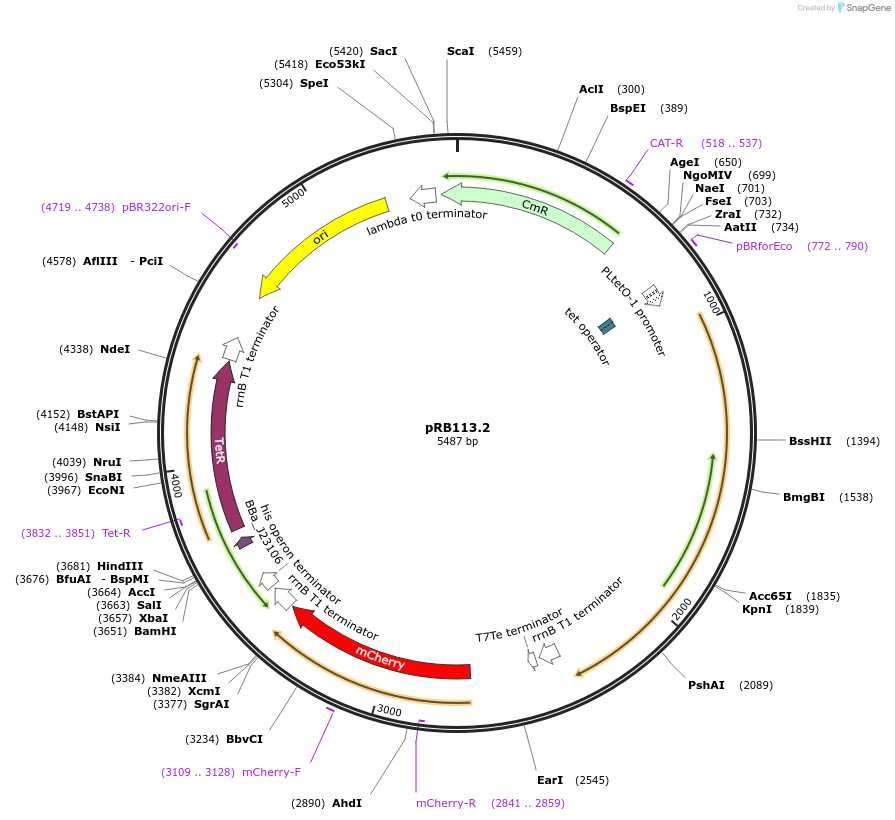 181948-plasmid-map-sequence-id-356574