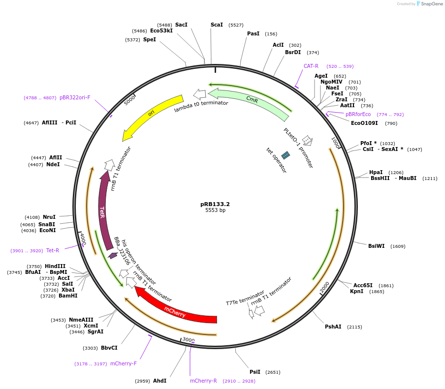 181950-plasmid-map-sequence-id-356579