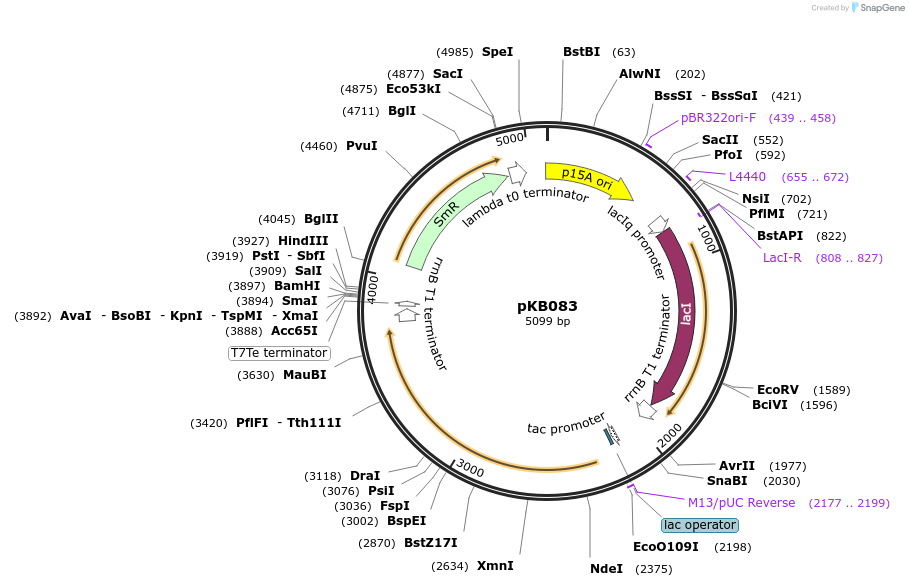 181952-plasmid-map-sequence-id-356585