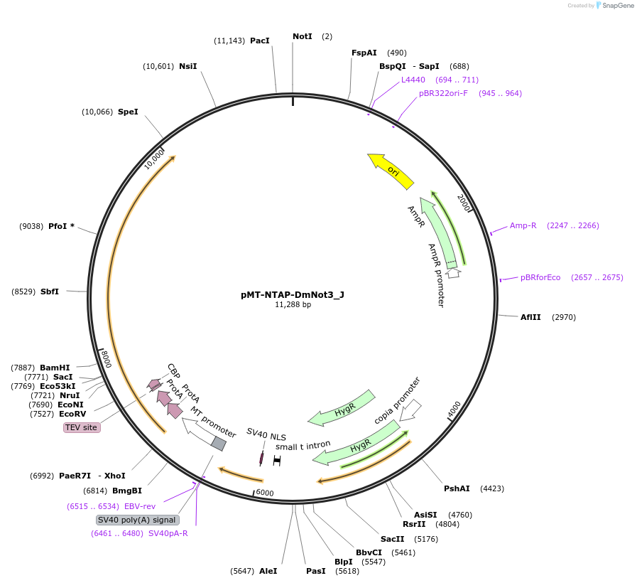 146651-plasmid-map-sequence-id-356586