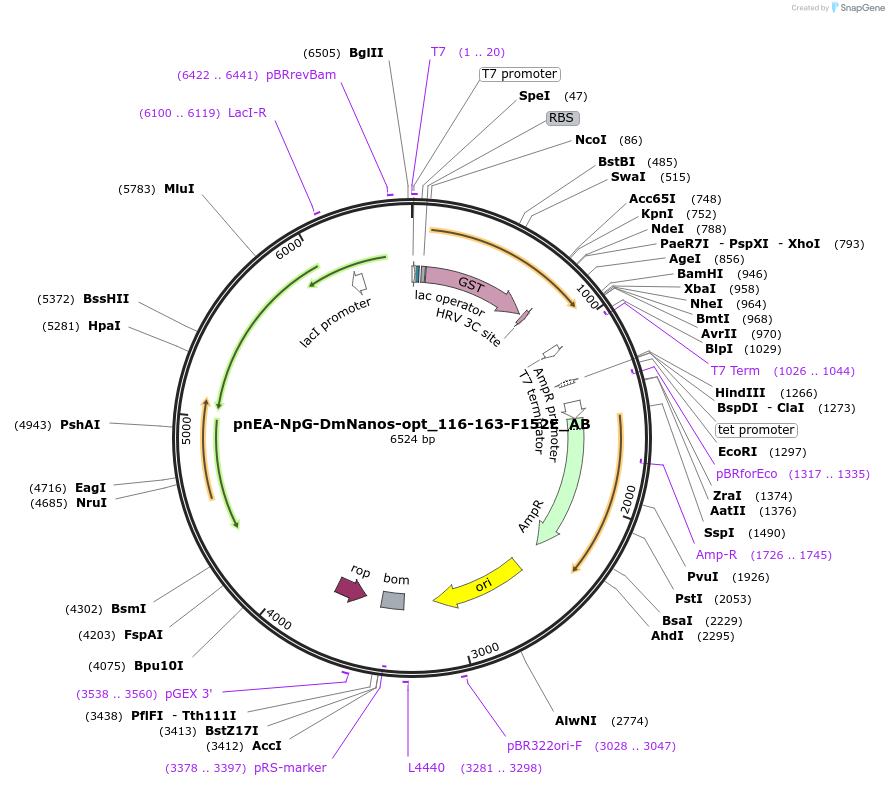 148332-plasmid-map-sequence-id-356589