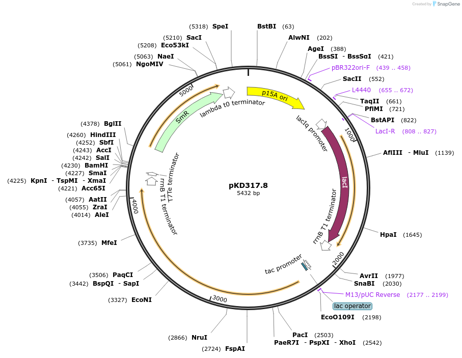 181951-plasmid-map-sequence-id-356593